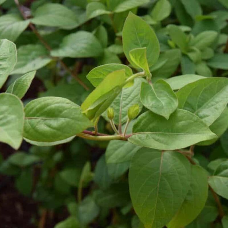 Lonicera japonica 'Halliana' 60-80 cm